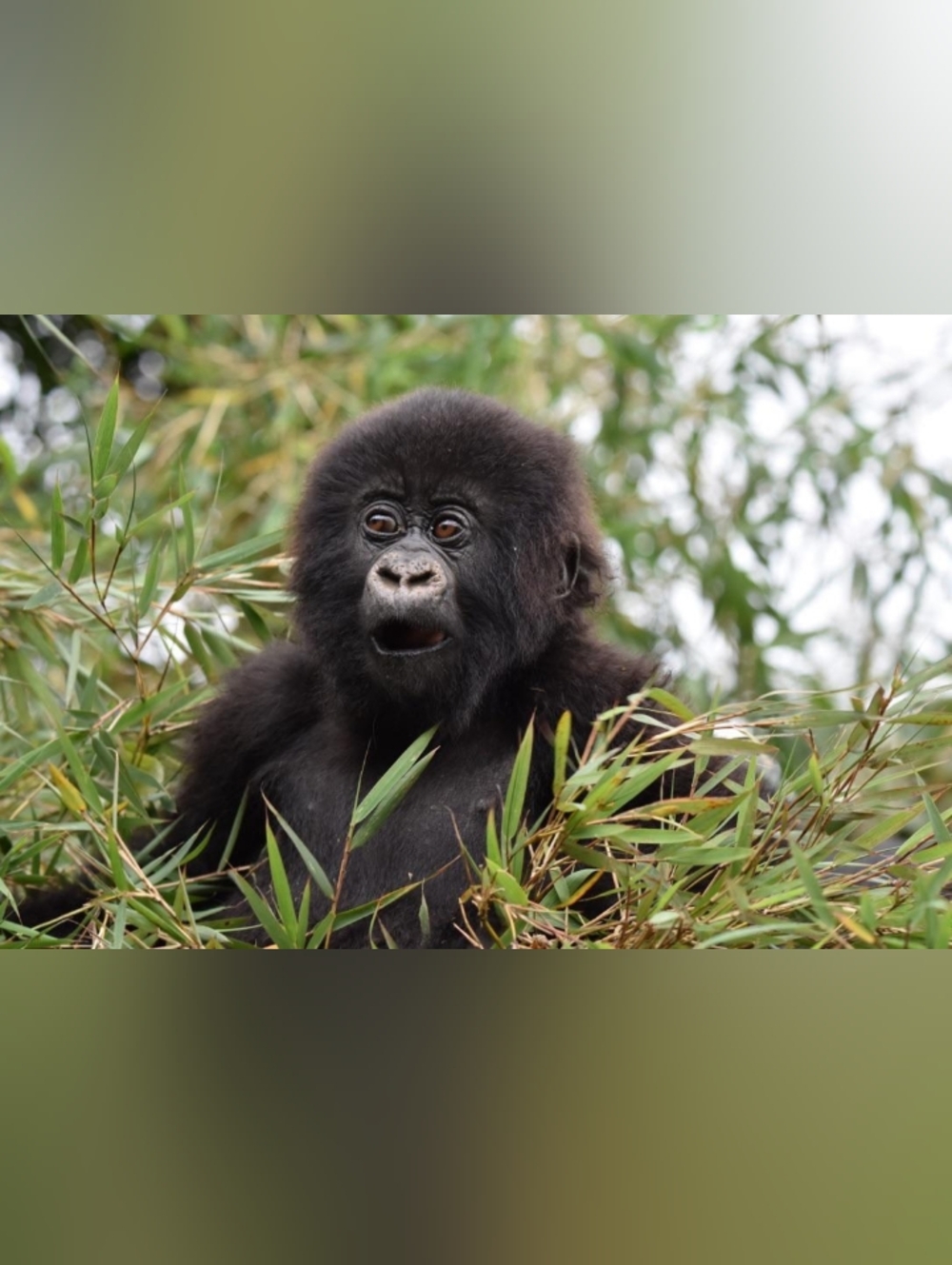 Custom Fridge Magnet Baby Gorilla Home Kitchen Decor